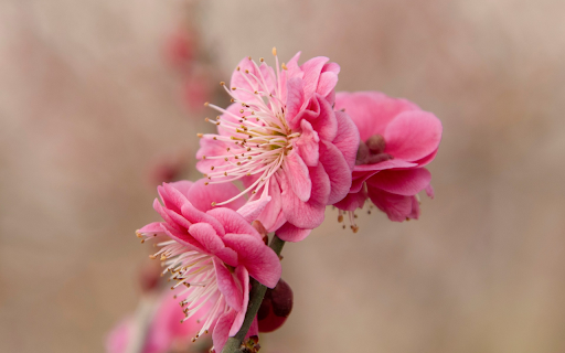 Double petal peach blossoms from Chrome web store to be run with OffiDocs Chromium online Double petal peach blossoms from Chrome web store to be run with OffiDocs Chromium online