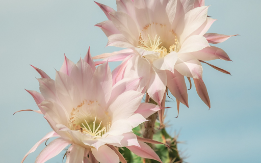 Dragon dew flower from Chrome web store to be run with OffiDocs Chromium online Dragon dew flower from Chrome web store to be run with OffiDocs Chromium online