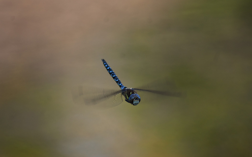 Dragonfly Flying from Chrome web store to be run with OffiDocs Chromium online Dragonfly Flying from Chrome web store to be run with OffiDocs Chromium online