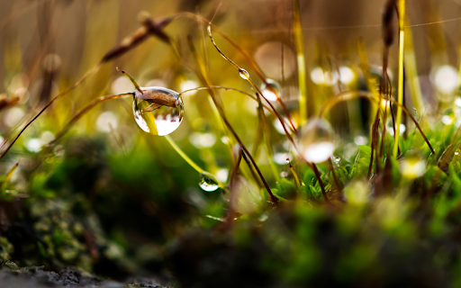 Drops of stagnant water from Chrome web store to be run with OffiDocs Chromium online Drops of stagnant water from Chrome web store to be run with OffiDocs Chromium online