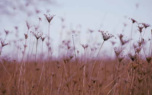 dry flower field from Chrome web store to be run with OffiDocs Chromium online dry flower field from Chrome web store to be run with OffiDocs Chromium online