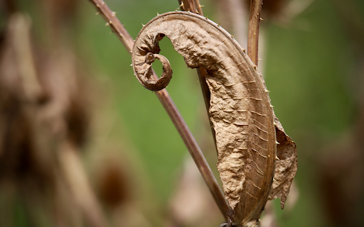 Dry hemp leaves from Chrome web store to be run with OffiDocs Chromium online Dry hemp leaves from Chrome web store to be run with OffiDocs Chromium online