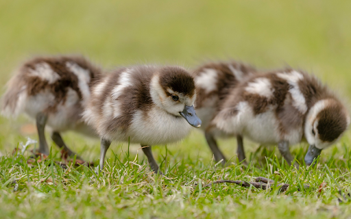 Ducklings Eating Grass from Chrome web store to be run with OffiDocs Chromium online Ducklings Eating Grass from Chrome web store to be run with OffiDocs Chromium online