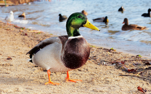 Duck on the beach from Chrome web store to be run with OffiDocs Chromium online Duck on the beach from Chrome web store to be run with OffiDocs Chromium online