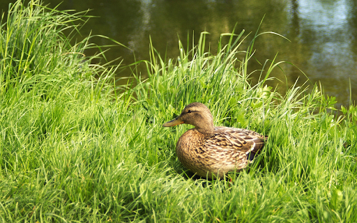 Duck on the green grass from Chrome web store to be run with OffiDocs Chromium online Duck on the green grass from Chrome web store to be run with OffiDocs Chromium online