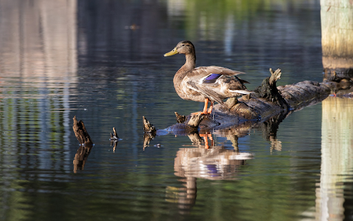 Duck on tree trunk from Chrome web store to be run with OffiDocs Chromium online Duck on tree trunk from Chrome web store to be run with OffiDocs Chromium online