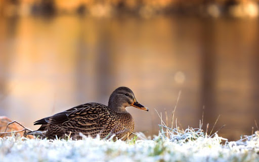 DUCK THEME from Chrome web store to be run with OffiDocs Chromium online DUCK THEME from Chrome web store to be run with OffiDocs Chromium online