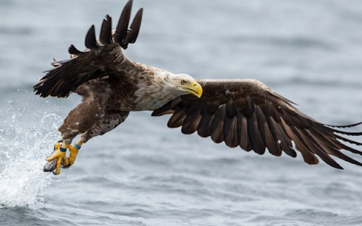 Eagle: The Majestic Ruler of the Skies from Chrome web store to be run with OffiDocs Chromium online Eagle: The Majestic Ruler of the Skies from Chrome web store to be run with OffiDocs Chromium online