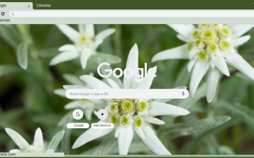 Edelweiss from Chrome web store to be run with OffiDocs Chromium online Edelweiss from Chrome web store to be run with OffiDocs Chromium online
