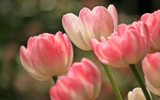Elegant Bicolor Tulips from Chrome web store to be run with OffiDocs Chromium online Elegant Bicolor Tulips from Chrome web store to be run with OffiDocs Chromium online
