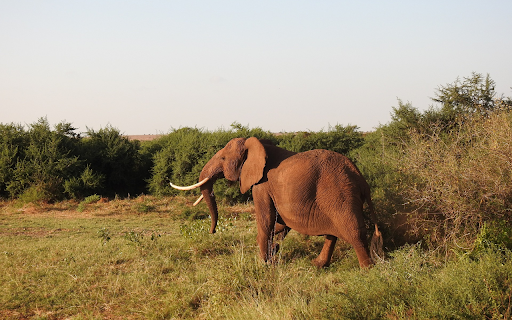 Elephant and White Tusk from Chrome web store to be run with OffiDocs Chromium online Elephant and White Tusk from Chrome web store to be run with OffiDocs Chromium online