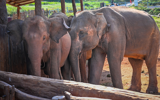 Elephants in the Village from Chrome web store to be run with OffiDocs Chromium online Elephants in the Village from Chrome web store to be run with OffiDocs Chromium online