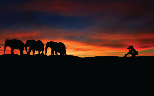 Elephant Sunset from Chrome web store to be run with OffiDocs Chromium online Elephant Sunset from Chrome web store to be run with OffiDocs Chromium online