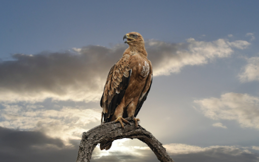 Falcon from Chrome web store to be run with OffiDocs Chromium online Falcon from Chrome web store to be run with OffiDocs Chromium online