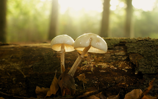 Fat egg mushroom from Chrome web store to be run with OffiDocs Chromium online Fat egg mushroom from Chrome web store to be run with OffiDocs Chromium online