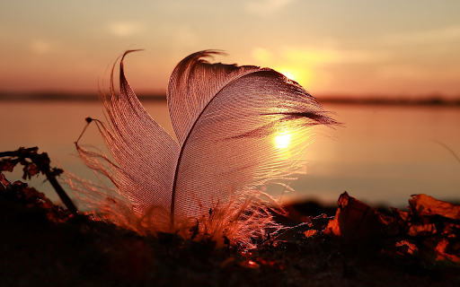 Feathers and sunsets from Chrome web store to be run with OffiDocs Chromium online Feathers and sunsets from Chrome web store to be run with OffiDocs Chromium online