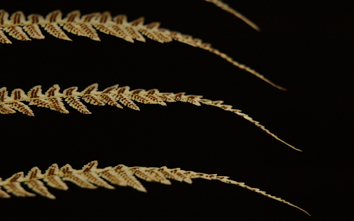 Fern branches from Chrome web store to be run with OffiDocs Chromium online Fern branches from Chrome web store to be run with OffiDocs Chromium online