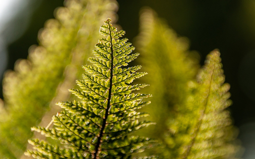 Fern plant leaves from Chrome web store to be run with OffiDocs Chromium online Fern plant leaves from Chrome web store to be run with OffiDocs Chromium online