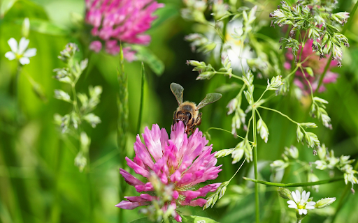 Festival of bees from Chrome web store to be run with OffiDocs Chromium online Festival of bees from Chrome web store to be run with OffiDocs Chromium online