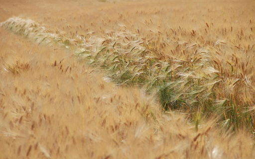 Field of Barley in Summer from Chrome web store to be run with OffiDocs Chromium online Field of Barley in Summer from Chrome web store to be run with OffiDocs Chromium online