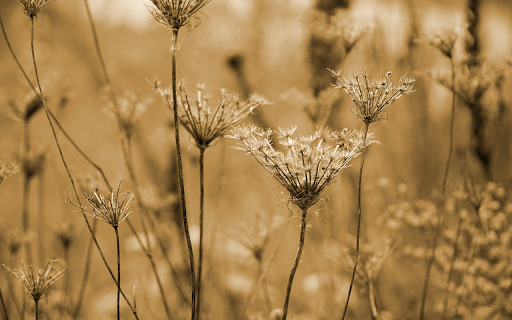 Field of dried flowers and grass from Chrome web store to be run with OffiDocs Chromium online Field of dried flowers and grass from Chrome web store to be run with OffiDocs Chromium online