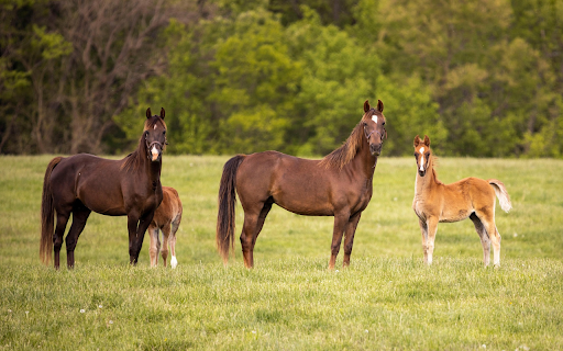 Field of Horses from Chrome web store to be run with OffiDocs Chromium online Field of Horses from Chrome web store to be run with OffiDocs Chromium online