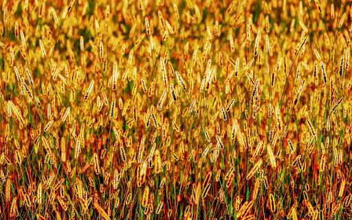 Field of yellow flowers from Chrome web store to be run with OffiDocs Chromium online Field of yellow flowers from Chrome web store to be run with OffiDocs Chromium online