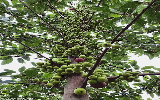 fig tree wallpaper with lots of fruit from Chrome web store to be run with OffiDocs Chromium online fig tree wallpaper with lots of fruit from Chrome web store to be run with OffiDocs Chromium online