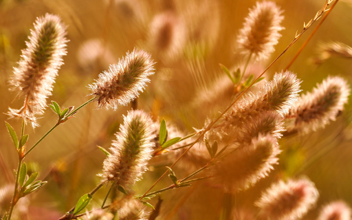 Finger flowers from Chrome web store to be run with OffiDocs Chromium online Finger flowers from Chrome web store to be run with OffiDocs Chromium online