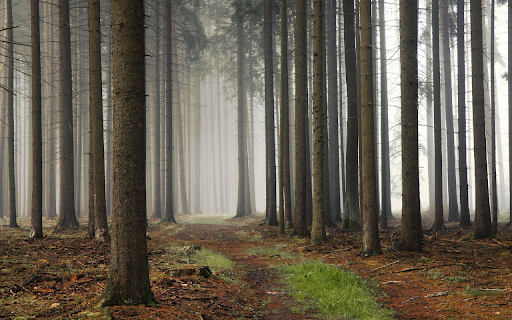 Firewood in the forest from Chrome web store to be run with OffiDocs Chromium online Firewood in the forest from Chrome web store to be run with OffiDocs Chromium online