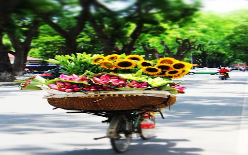 Flower bicycle on the street wallpaper from Chrome web store to be run with OffiDocs Chromium online Flower bicycle on the street wallpaper from Chrome web store to be run with OffiDocs Chromium online