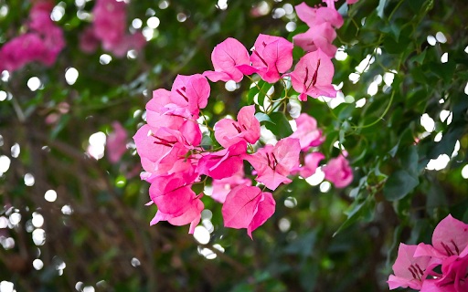 Flower Branches Swinging in the Wind from Chrome web store to be run with OffiDocs Chromium online Flower Branches Swinging in the Wind from Chrome web store to be run with OffiDocs Chromium online