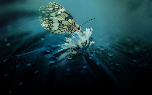 Flower Butterfly from Chrome web store to be run with OffiDocs Chromium online Flower Butterfly from Chrome web store to be run with OffiDocs Chromium online