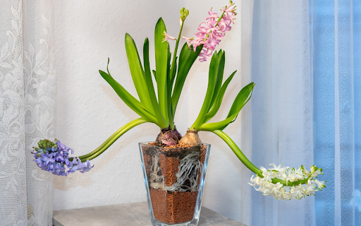 Flower pot and three flower branches from Chrome web store to be run with OffiDocs Chromium online Flower pot and three flower branches from Chrome web store to be run with OffiDocs Chromium online