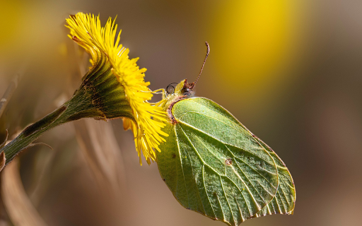 Flowers and butterflies leaves from Chrome web store to be run with OffiDocs Chromium online Flowers and butterflies leaves from Chrome web store to be run with OffiDocs Chromium online