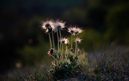 Flowers grow at night from Chrome web store to be run with OffiDocs Chromium online Flowers grow at night from Chrome web store to be run with OffiDocs Chromium online