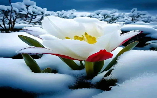 Flowers growing in the snow Wallpaper from Chrome web store to be run with OffiDocs Chromium online Flowers growing in the snow Wallpaper from Chrome web store to be run with OffiDocs Chromium online