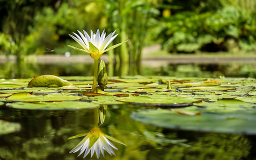 Flower shadow under water from Chrome web store to be run with OffiDocs Chromium online Flower shadow under water from Chrome web store to be run with OffiDocs Chromium online