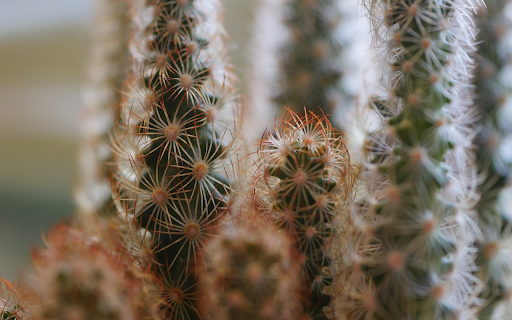 Flower shaped cactus girls from Chrome web store to be run with OffiDocs Chromium online Flower shaped cactus girls from Chrome web store to be run with OffiDocs Chromium online