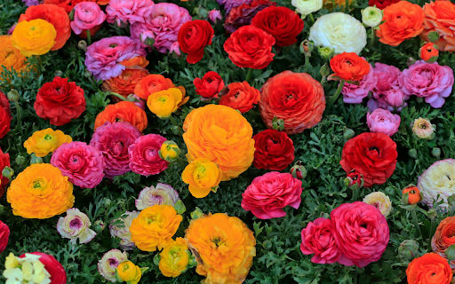 Flowers in bloom from Chrome web store to be run with OffiDocs Chromium online Flowers in bloom from Chrome web store to be run with OffiDocs Chromium online
