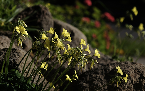 Flowers on the rocky mountain from Chrome web store to be run with OffiDocs Chromium online Flowers on the rocky mountain from Chrome web store to be run with OffiDocs Chromium online