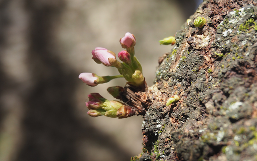 flower sprouts from Chrome web store to be run with OffiDocs Chromium online flower sprouts from Chrome web store to be run with OffiDocs Chromium online
