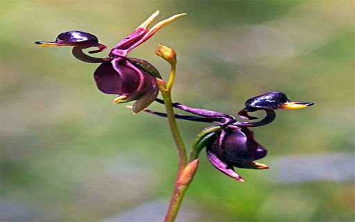 flying duck orchid wallpaper from Chrome web store to be run with OffiDocs Chromium online flying duck orchid wallpaper from Chrome web store to be run with OffiDocs Chromium online