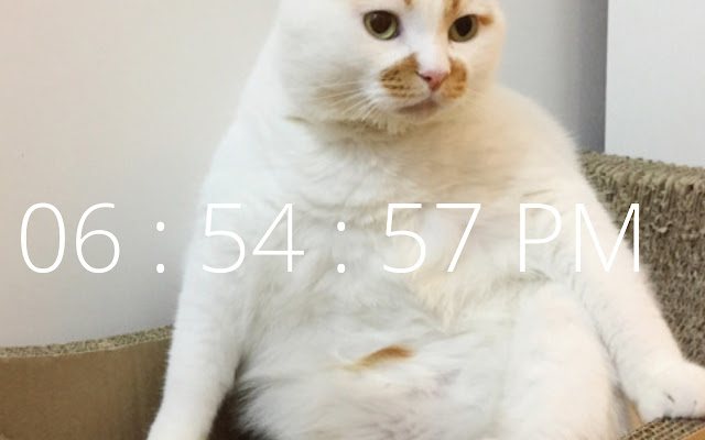 Focus Cat: The Wallpaper from Chrome web store to be run with OffiDocs Chromium online Focus Cat: The Wallpaper from Chrome web store to be run with OffiDocs Chromium online