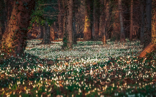 Forest and Flowers from Chrome web store to be run with OffiDocs Chromium online Forest and Flowers from Chrome web store to be run with OffiDocs Chromium online