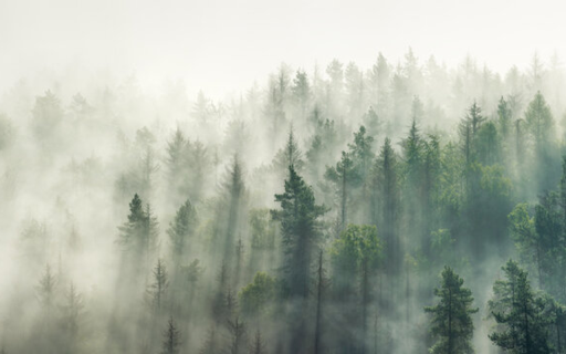 Forest in the Fog from Chrome web store to be run with OffiDocs Chromium online Forest in the Fog from Chrome web store to be run with OffiDocs Chromium online
