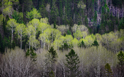 Forest of changing leaves from Chrome web store to be run with OffiDocs Chromium online Forest of changing leaves from Chrome web store to be run with OffiDocs Chromium online