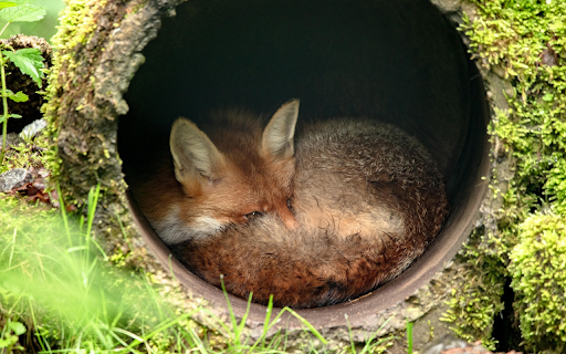 Fox in the sewer from Chrome web store to be run with OffiDocs Chromium online Fox in the sewer from Chrome web store to be run with OffiDocs Chromium online