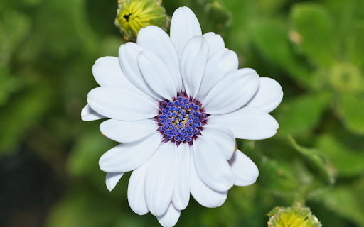 Fragile white daisies from Chrome web store to be run with OffiDocs Chromium online Fragile white daisies from Chrome web store to be run with OffiDocs Chromium online