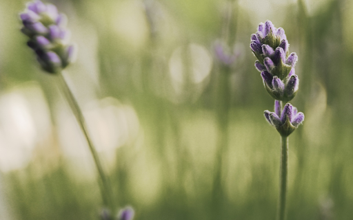 fragrant flower buds from Chrome web store to be run with OffiDocs Chromium online fragrant flower buds from Chrome web store to be run with OffiDocs Chromium online